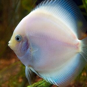Snow White Discus