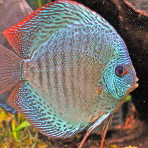 Discus Snake Skin Blue