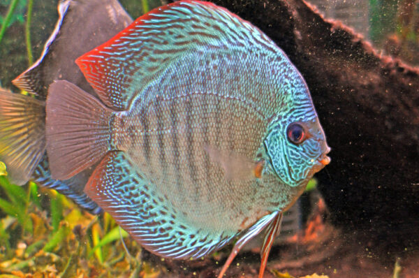 Discus Snake Skin Blue