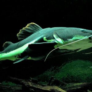 Redtail Catfish / Phractocephalus hemioliopterus