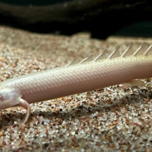 Platinum Senegal Bichir / Polypterus senegalus