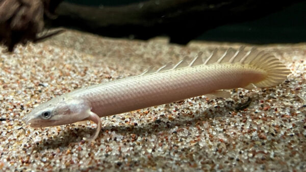 Platinum Senegal Bichir / Polypterus senegalus