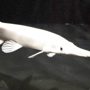 Platinum Gar