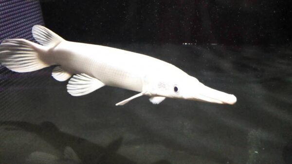 Platinum Gar
