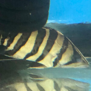 Sumatra Datnoid / Datnioides microlepis (4 Bar)