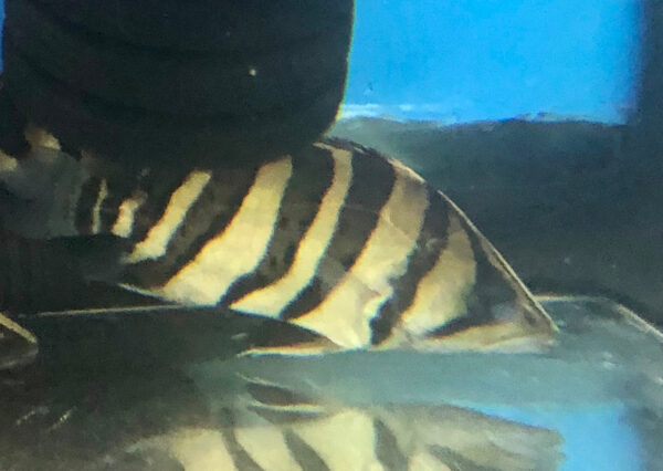 Sumatra Datnoid / Datnioides microlepis (4 Bar)