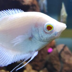 Giant Gourami Albino
