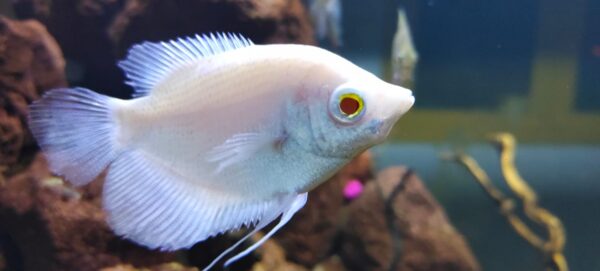 Giant Gourami Albino