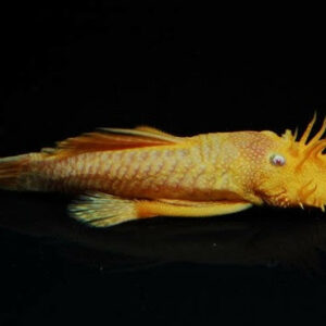 Albino Bristlenose Pleco