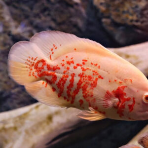 Albino Oscar