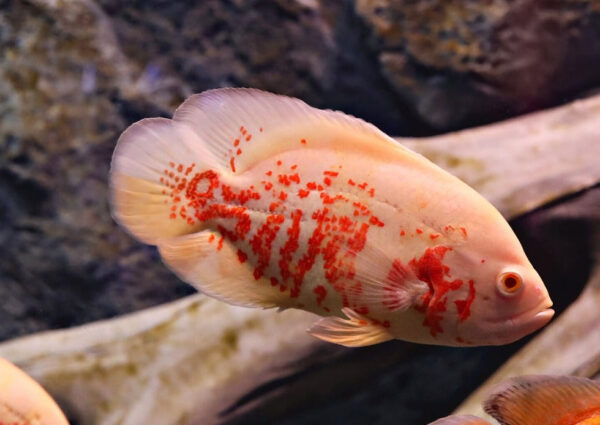Albino Oscar