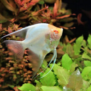 Albino Angelfish