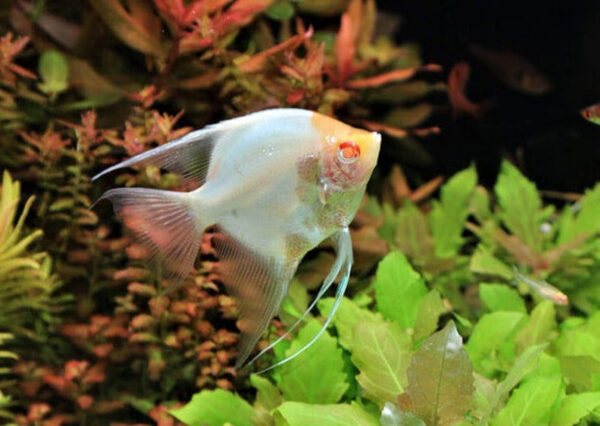 Albino Angelfish