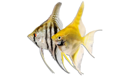 Angelfish