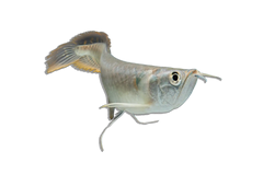 Arowana