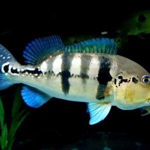 Azul Peacock Bass / Cichla
