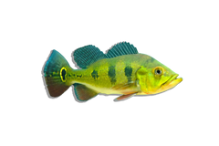 Bass