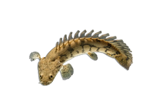 Bichirs