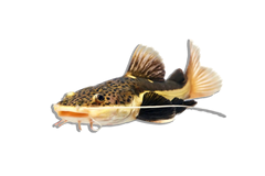 Catfish