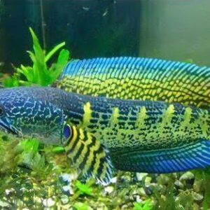Golden Cobra Snakehead