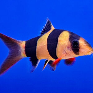 Clown Loach / Chromobotia macracanthus
