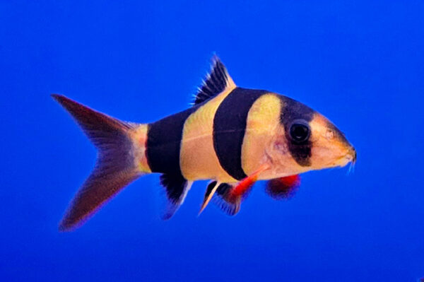 Clown Loach / Chromobotia macracanthus