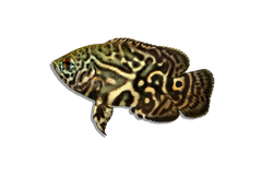 Cichlids