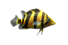 Datnoids