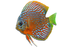 Discus