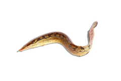 Eels