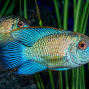 Electric Blue Acara
