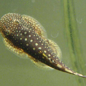 Borneo Loach