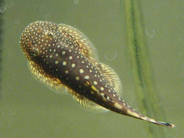 Borneo Loach