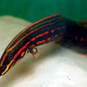 Fire Eel