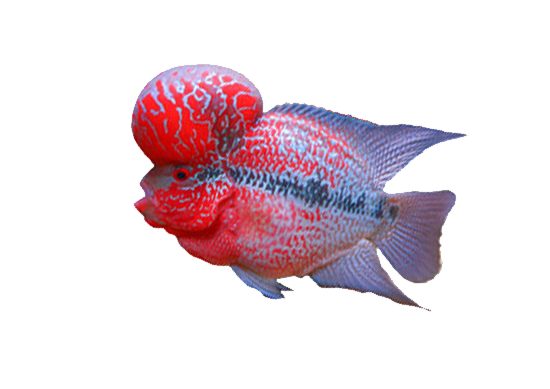 Flowerhorn