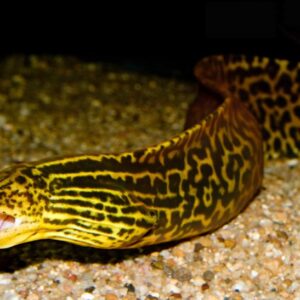 Tiger Moray Eel / Gymnothorax polyuranodon