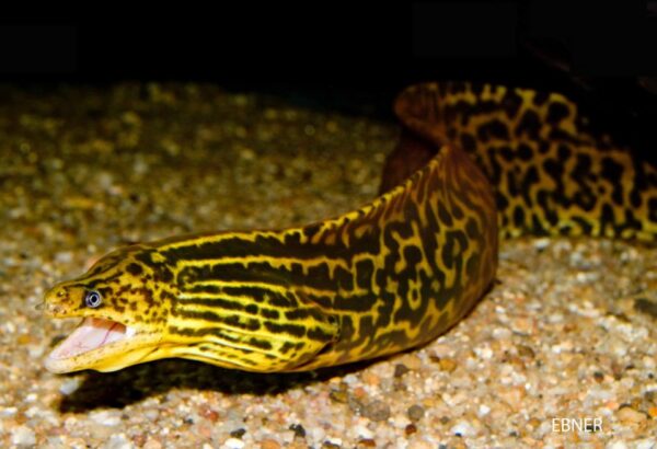Tiger Moray Eel / Gymnothorax polyuranodon