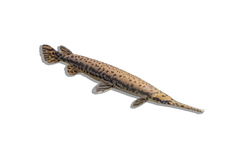 Gar