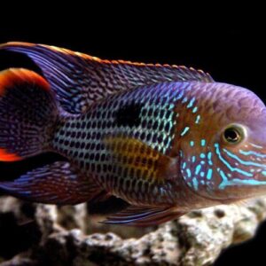 Green Terror Cichlid
