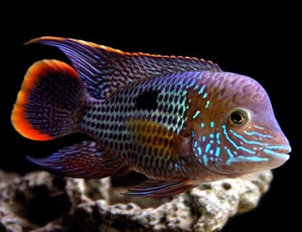 Green Terror Cichlid