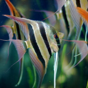 Altum Angelfish