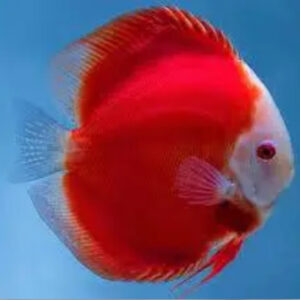 Discus Red Melon