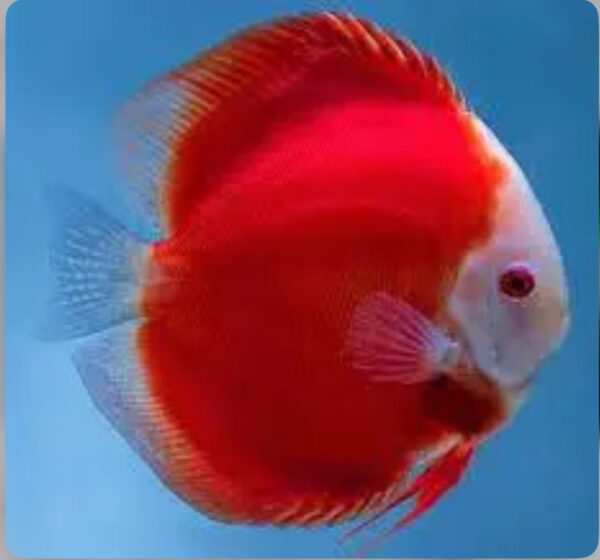 Discus Red Melon