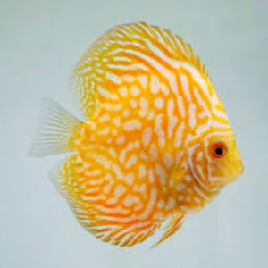 Discus Yellow Pigeon