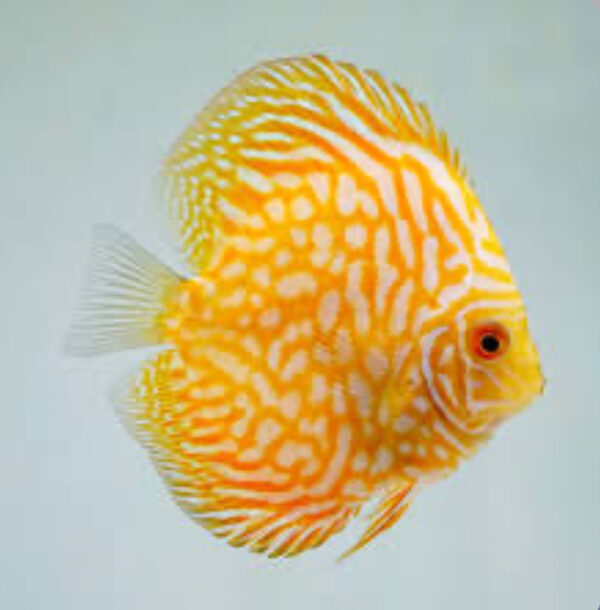 Discus Yellow Pigeon
