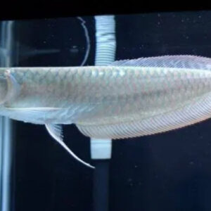 Silver Arowana