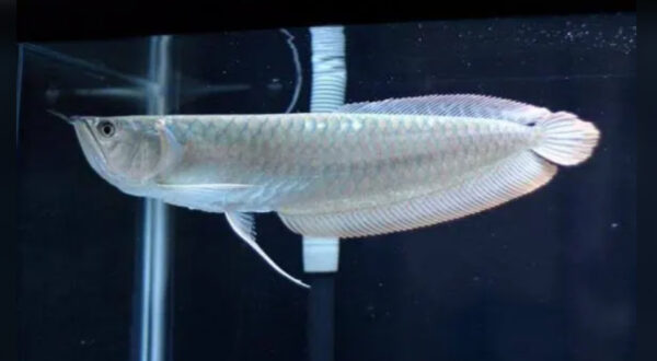 Silver Arowana