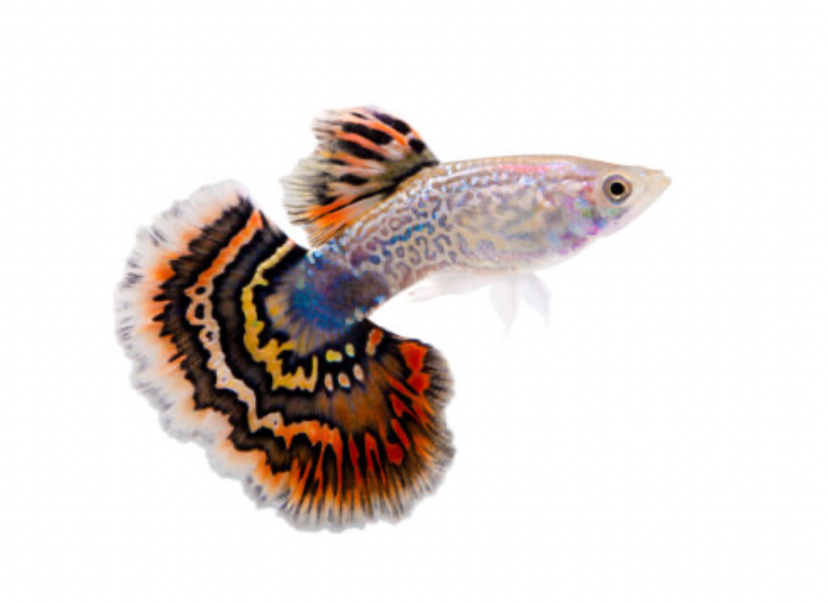 Guppy