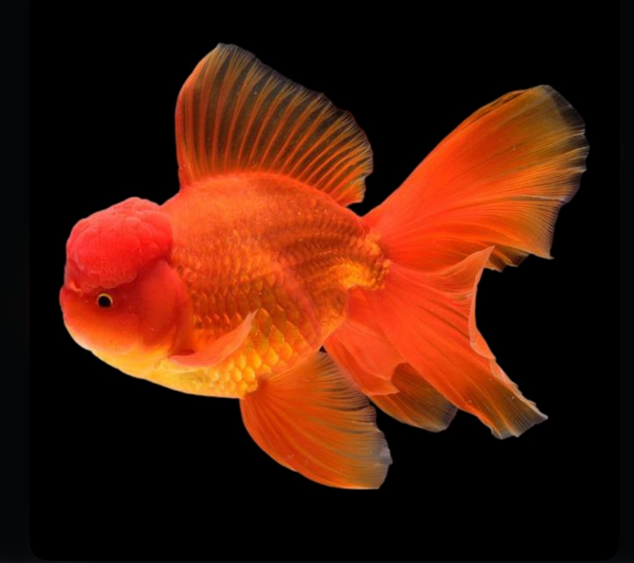 Goldfish