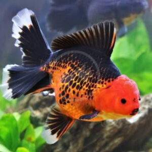 RB Fancy Oranda